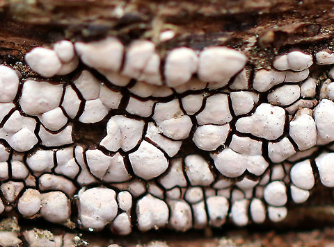 Ceramic Parchment Ceramic Parchment is a saprobic fungus that grows in patches of adjacent frustules. The individual fruiting bodies are irregularly shaped, resupinate, and were approximately 2-5mm in size.  Ceramic Parchment,Ceramic fungus,Geotagged,Spring,United States,Xylobolus frustulatus,fungi,fungus