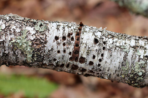 Yellow-bellied Sapsucker Phloem Wells in Birch These sapsucker wells were 5-6 mm in diameter.  These are phloem holes, which are made in horizontal and vertical rows.  
Trees make two kinds of sap. The sap that's readily tapped in early spring for maple syrup is xylem sap, which is a thin liquid that carries water and little nutrients from the roots upwards to the leaves. Phloem sap carries the nutrients produced in the leaves downward to other parts of the tree.
Sapsuckers usually choose trees that are wounded or weakened because the sap of trees that are in poor health contains higher levels of amino acids and protein.  These holes were made in a birch tree (probably last summer), which had since fallen.
 Geotagged,Sphyrapicus,Sphyrapicus varius,Spring,United States,Yellow-bellied Sapsucker,phloem holes,sapsucker,signs of wildlife,woodpecker,woodpecker holes