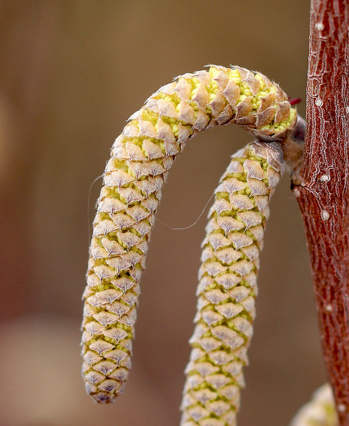 American Hazelnut - Male flowers Male flowers appear during the spring as 5-7 cm long, yellowish brown catkins.  It was growing along a wood margin.<br />
<br />
<figure class="photo"><a href="https://www.jungledragon.com/image/59313/american_hazelnut.html" title="American Hazelnut"><img src="https://s3.amazonaws.com/media.jungledragon.com/images/3232/59313_thumb.jpg?AWSAccessKeyId=05GMT0V3GWVNE7GGM1R2&Expires=1759968010&Signature=BHQt5o%2FediUL%2FWVd0YWNJf54774%3D" width="102" height="152" alt="American Hazelnut American hazelnut shrub that is growing along the edge of a forest.<br />
<br />
Here&#039;s a close-up of the male flowers:<br />
https://www.jungledragon.com/image/59310/american_hazelnut_-_male_flowers.html American Hazelnut,Corylus americana,Geotagged,Spring,United States,corylus,hazel" /></a></figure><br />
<figure class="photo"><a href="https://www.jungledragon.com/image/59312/american_hazelnut_-_male_flowers.html" title="American Hazelnut - Male flowers"><img src="https://s3.amazonaws.com/media.jungledragon.com/images/3232/59312_thumb.jpg?AWSAccessKeyId=05GMT0V3GWVNE7GGM1R2&Expires=1759968010&Signature=oVNVsXIeDwhVXxOu0jCZAyTFw0E%3D" width="102" height="152" alt="American Hazelnut - Male flowers Male flowers appear during the spring as 5-7 cm long, yellowish brown catkins. It was growing along a wood margin. <br />
<br />
In this shot, you can also see (middle right) one of the female flowers, which are tiny and reddish.<br />
<br />
https://www.jungledragon.com/image/59313/american_hazelnut.html<br />
 American Hazelnut,American Hazelnut catkins,Corylus americana,Geotagged,Spring,United States,catkins,corylus,flower,hazel,hazelnut,male flower" /></a></figure> Corylus americana,Geotagged,Spring,United States,american hazelnut,catkin,corylus,hazel,hazelnut,male flowers. flowers
