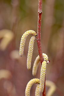 American Hazelnut - Male flowers Male flowers appear during the spring as 5-7 cm long, yellowish brown catkins. It was growing along a wood margin. 

In this shot, you can also see (middle right) one of the female flowers, which are tiny and reddish.

https://www.jungledragon.com/image/59313/american_hazelnut.html
 American Hazelnut,American Hazelnut catkins,Corylus americana,Geotagged,Spring,United States,catkins,corylus,flower,hazel,hazelnut,male flower