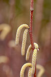 American Hazelnut - Male flowers Male flowers appear during the spring as 5-7 cm long, yellowish brown catkins. It was growing along a wood margin. <br />
<br />
In this shot, you can also see (middle right) one of the female flowers, which are tiny and reddish.<br />
<br />
https://www.jungledragon.com/image/59313/american_hazelnut.html<br />
American Hazelnut,American Hazelnut catkins,Corylus americana,Geotagged,Spring,United States,catkins,corylus,flower,hazel,hazelnut,male flower