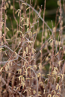 American Hazelnut American hazelnut shrub that is growing along the edge of a forest.

Here's a close-up of the male flowers:
https://www.jungledragon.com/image/59310/american_hazelnut_-_male_flowers.html American Hazelnut,Corylus americana,Geotagged,Spring,United States,corylus,hazel