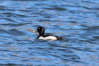 Ring-necked Duck - Male I saw a pair of these ducks on a pond - they were mingling with mallards and wood ducks.<br />
<br />
https://www.jungledragon.com/image/59318/ring-necked_ducks_male_and_female.html Aythya,Aythya collaris,Geotagged,Ring-necked duck,Spring,United States,bird,diving duck,duck,male,male duck