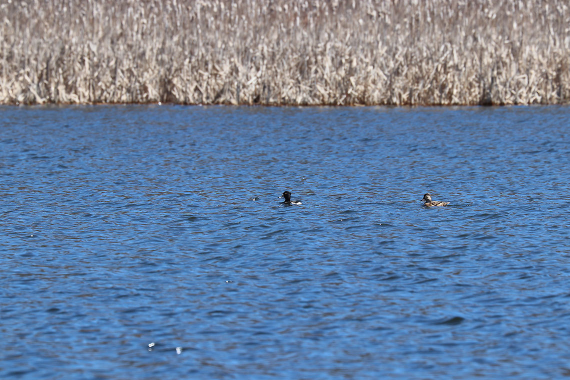 Ring-necked Ducks (Male and Female) These ducks were braving the choppy water on a very windy day.  There were also wood ducks and mallards swimming around on the pond along with these two.<br />
<br />
Male: <figure class="photo"><a href="https://www.jungledragon.com/image/59316/ring-necked_duck_-_male.html" title="Ring-necked Duck - Male"><img src="https://s3.amazonaws.com/media.jungledragon.com/images/3232/59316_thumb.jpg?AWSAccessKeyId=05GMT0V3GWVNE7GGM1R2&Expires=1767225610&Signature=xNDmBm%2BUQOEWk1Z0dfFePQLBcE4%3D" width="200" height="136" alt="Ring-necked Duck - Male I saw a pair of these ducks on a pond - they were mingling with mallards and wood ducks.<br />
<br />
https://www.jungledragon.com/image/59318/ring-necked_ducks_male_and_female.html Aythya,Aythya collaris,Geotagged,Ring-necked duck,Spring,United States,bird,diving duck,duck,male,male duck" /></a></figure><br />
<br />
Unfortunately, I couldn&#039;t get a clear close-up of the female...or, of any other ducks.  Even though they were far away, I still managed to scare them off before I could get close enough for any good shots.  Aythya collaris,Geotagged,Ring-necked Ducks,Ring-necked Ducks (Male and Female),Ring-necked duck,Spring,United States,bird,birds,duck,ducks
