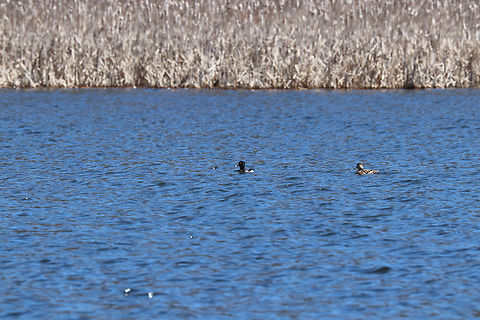 Ring-necked Ducks (Male and Female) These ducks were braving the choppy water on a very windy day.  There were also wood ducks and mallards swimming around on the pond along with these two.

Male: https://www.jungledragon.com/image/59316/ring-necked_duck_-_male.html

Unfortunately, I couldn't get a clear close-up of the female...or, of any other ducks.  Even though they were far away, I still managed to scare them off before I could get close enough for any good shots.  Aythya collaris,Geotagged,Ring-necked Ducks,Ring-necked Ducks (Male and Female),Ring-necked duck,Spring,United States,bird,birds,duck,ducks