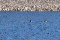 Ring-necked Ducks (Male and Female) These ducks were braving the choppy water on a very windy day.  There were also wood ducks and mallards swimming around on the pond along with these two.<br />
<br />
Male: https://www.jungledragon.com/image/59316/ring-necked_duck_-_male.html<br />
<br />
Unfortunately, I couldn't get a clear close-up of the female...or, of any other ducks.  Even though they were far away, I still managed to scare them off before I could get close enough for any good shots.  Aythya collaris,Geotagged,Ring-necked Ducks,Ring-necked Ducks (Male and Female),Ring-necked duck,Spring,United States,bird,birds,duck,ducks