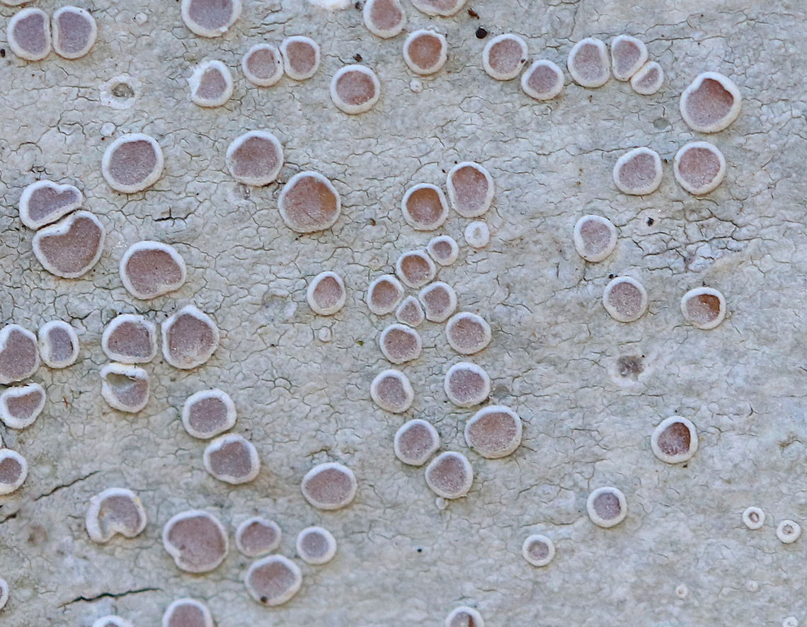 Frosted Rim-Lichen Crustose lichen with pinkish brown, sessile apothecia and a gray thallus. Frosted Rim-Lichen,Geotagged,Lecanora caesiorubella,Spring,United States,lecanora,lichen