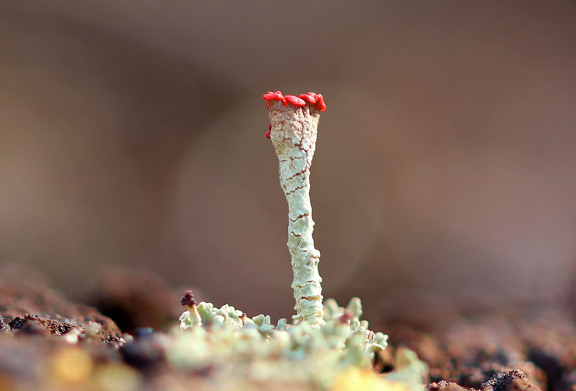 British Soldier Lichen I found a bunch of these tiny lichens growing on a rotting stump in a wooded backyard habitat. They were a lovely sight!<br />
<br />
Lichens consist of a mutualistic association between a fungus and an alga (or cynaobacterium).  The fungus gives the lichen structure, while the algae provides food.  For this lichen, the fungus is Cladonia cristatella and the algae is Trebouxia erici.  The spores that the lichen uses to reproduce are created in the red tips. They are dispersed by the wind, and go on to create new lichens once the fungi in the spores meets up with the appropriate alga.  <br />
<br />
Technically, in mutualistic symbiosis, both organisms should benefit - the fungus receives sugars from the photosynthetic activities of the alga, while the alga receives a safe place to live. However, in reality, studies show that this dual organism is actually a controlled parasitism of the alga by the fungus. British Soldier,British Soldier Lichen,British soldier lichen,Cladonia,Cladonia cristatella,Geotagged,Spring,Trebouxia erici,United States,lichen