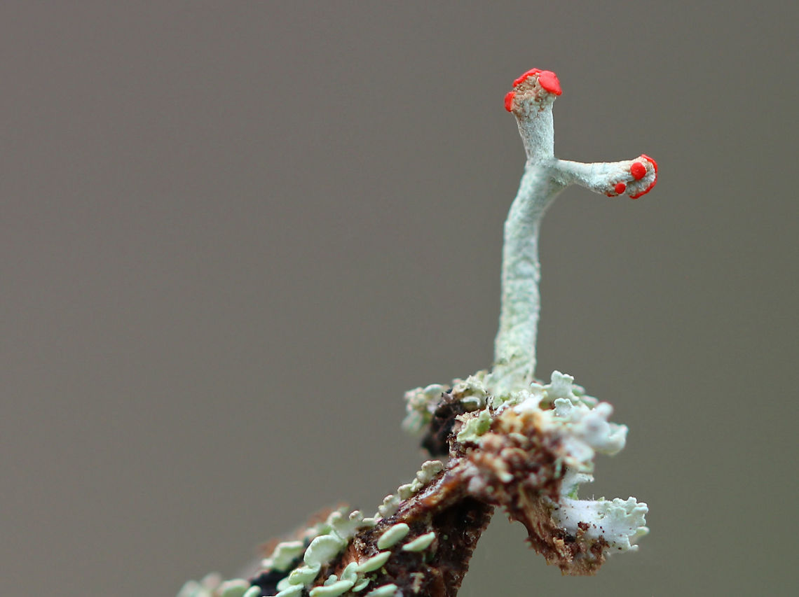 British Soldier Lichens I found a bunch of these tiny lichens growing on a rotting stump in a wooded backyard habitat. They were a lovely sight!<br />
<br />
 Lichens consist of a mutualistic association between a fungus and an alga (or cynaobacterium). The fungus gives the lichen structure, while the algae provides food. For this lichen, the fungus is Cladonia cristatella and the algae is Trebouxia erici. The spores that the lichen uses to reproduce are created in the red tips. They are dispersed by the wind, and go on to create new lichens once the fungi in the spores meets up with the appropriate alga. <br />
<br />
 Technically, in mutualistic symbiosis, both organisms should benefit - the fungus receives sugars from the photosynthetic activities of the alga, while the alga receives a safe place to live. However, in reality, studies show that this dual organism is actually a controlled parasitism of the alga by the fungus. British Soldier Lichen,British Soldier Lichens,British Soldiers,British soldier lichen,Cladonia cristatella,Geotagged,Spring,Trebouxia,Trebouxia erici,United States,lichen,lichens