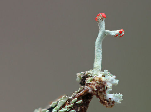 British Soldier Lichens I found a bunch of these tiny lichens growing on a rotting stump in a wooded backyard habitat. They were a lovely sight!

 Lichens consist of a mutualistic association between a fungus and an alga (or cynaobacterium). The fungus gives the lichen structure, while the algae provides food. For this lichen, the fungus is Cladonia cristatella and the algae is Trebouxia erici. The spores that the lichen uses to reproduce are created in the red tips. They are dispersed by the wind, and go on to create new lichens once the fungi in the spores meets up with the appropriate alga. 

 Technically, in mutualistic symbiosis, both organisms should benefit - the fungus receives sugars from the photosynthetic activities of the alga, while the alga receives a safe place to live. However, in reality, studies show that this dual organism is actually a controlled parasitism of the alga by the fungus. British Soldier Lichen,British Soldier Lichens,British Soldiers,British soldier lichen,Cladonia cristatella,Geotagged,Spring,Trebouxia,Trebouxia erici,United States,lichen,lichens