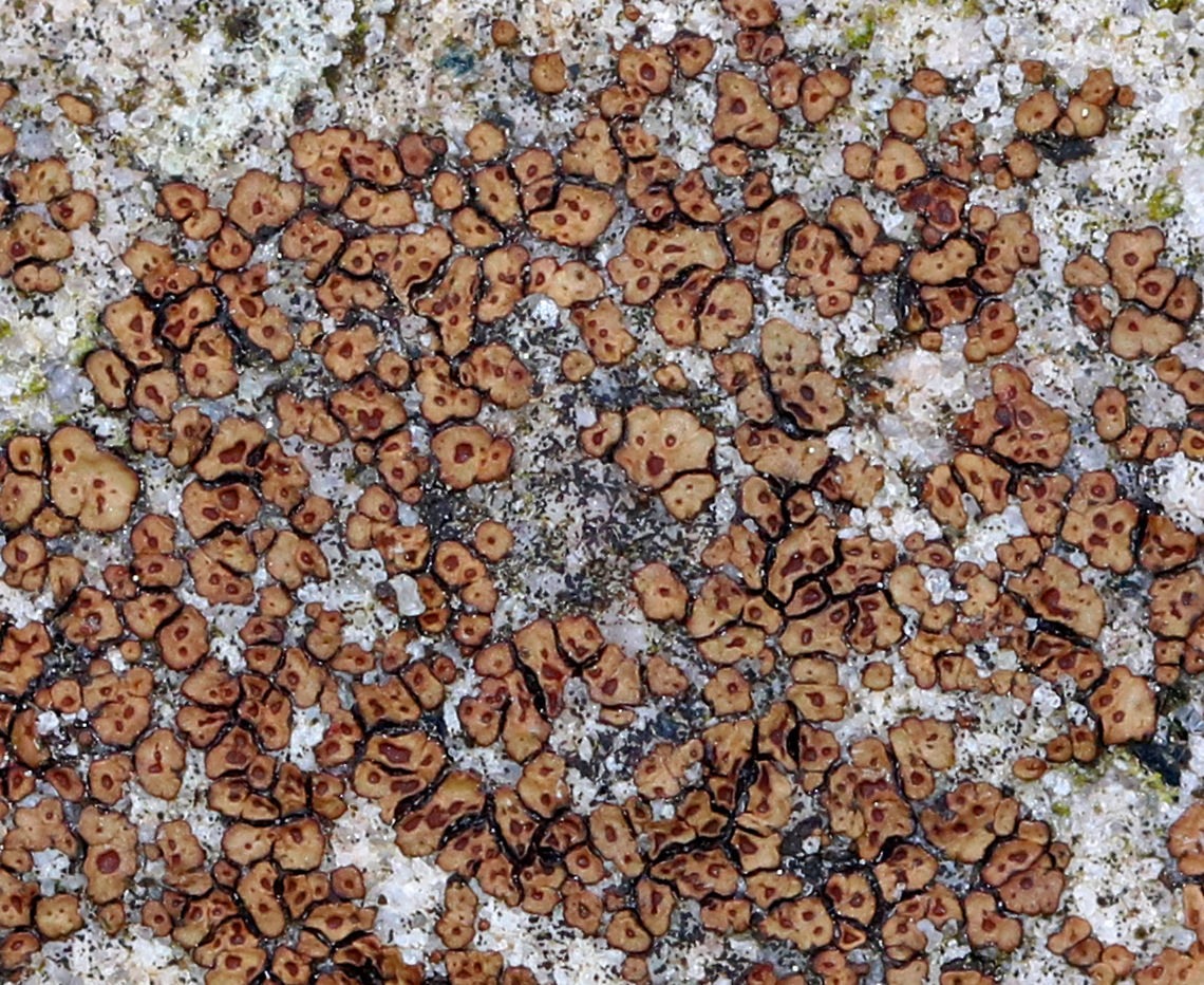 Brown Cobblestone Lichen Brown, areolate lichen that generally has 0-1 apothecium per areole. Acarospora,Acarospora fuscata,Brown Cobblestone Lichen,Geotagged,Spring,United States,lichen