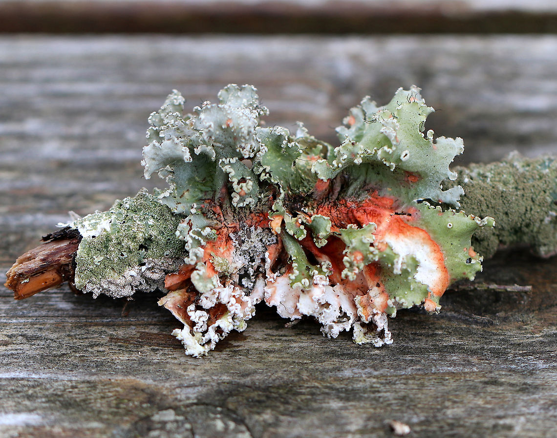 Parmotrema Lichen This lichen was turning orange-red and white because it was dying. The orange-red color could be from norstictic acid in the medulla that is reacting with something as it dies. Geotagged,Parmotrema,Parmotrema Lichen,Parmotrema hypotropum,Spring,United States,lichen