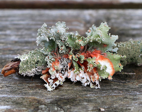 Parmotrema Lichen