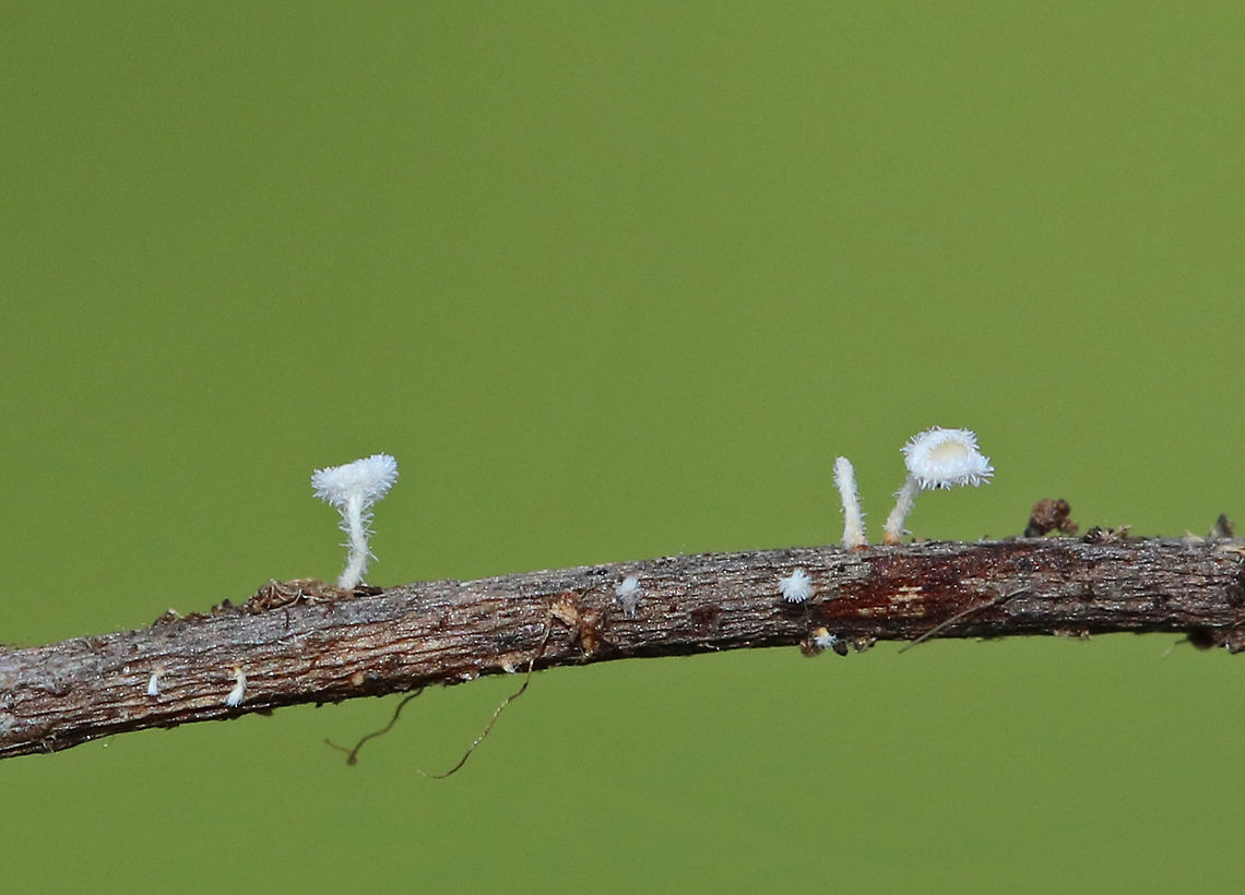 Stalked Hairy Fairy Cup - Dasyscyphus virgineus Absolutely tiny! They were about 2 mm tall! The stipes are white and very hairy. The outside of the cups are also hairy, but the insides are smooth. Dasyscyphus,Dasyscyphus virgineus,Geotagged,Spring,Stalked Hairy Fairy Cup,United States,cup fungi,cup fungus,fairy cup,fungi,fungus,mushroom,mushrooms,white