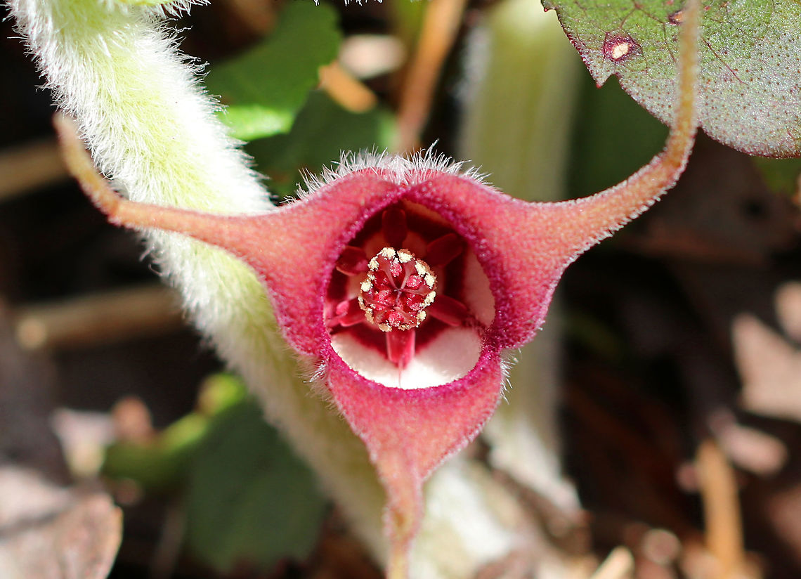 Wild Ginger I found a large patch of wild ginger this afternoon in a deciduous forest! The plants are softly pubescent, especially the leaf petiole and flower.  The flowers are located at the base of the plant - lying adjacent to the ground. <br />
<br />
The flowers attract small, pollinating flies that emerge from the ground during early spring looking for a thawing carcass to munch on. It&#039;s position on the ground allows it to be  readily found by the emerging flies. The color of the flowers are similar to that of decomposing flesh. So,  the flies enter the flowers and feast upon the pollen. Some of the pollen attaches to their bodies and is taken with them when they visit the next wild ginger flower. <br />
<br />
 Asarum,Asarum canadense,Geotagged,Spring,United States,ginger,wild ginger