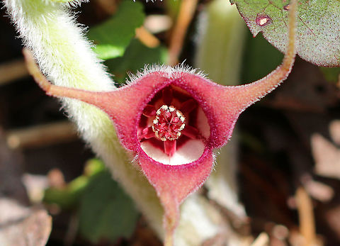 Wild Ginger I found a large patch of wild ginger this afternoon in a deciduous forest! The plants are softly pubescent, especially the leaf petiole and flower.  The flowers are located at the base of the plant - lying adjacent to the ground. 

The flowers attract small, pollinating flies that emerge from the ground during early spring looking for a thawing carcass to munch on. It's position on the ground allows it to be  readily found by the emerging flies. The color of the flowers are similar to that of decomposing flesh. So,  the flies enter the flowers and feast upon the pollen. Some of the pollen attaches to their bodies and is taken with them when they visit the next wild ginger flower. 

 Asarum,Asarum canadense,Geotagged,Spring,United States,ginger,wild ginger