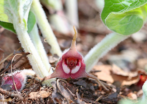 Wild Ginger I found a large patch of wild ginger this afternoon in a deciduous forest! The plants are softly pubescent, especially the leaf petiole and flower. The flowers are located at the base of the plant - lying adjacent to the ground. 

 The flowers attract small, pollinating flies that emerge from the ground during early spring looking for a thawing carcass to munch on. It's position on the ground allows it to be readily found by the emerging flies. The color of the flowers are similar to that of decomposing flesh. So, the flies enter the flowers and feast upon the pollen. Some of the pollen attaches to their bodies and is taken with them when they visit the next wild ginger flower. 
 Asarum canadense,Geotagged,Spring,United States,asarum,ginger,wild ginger