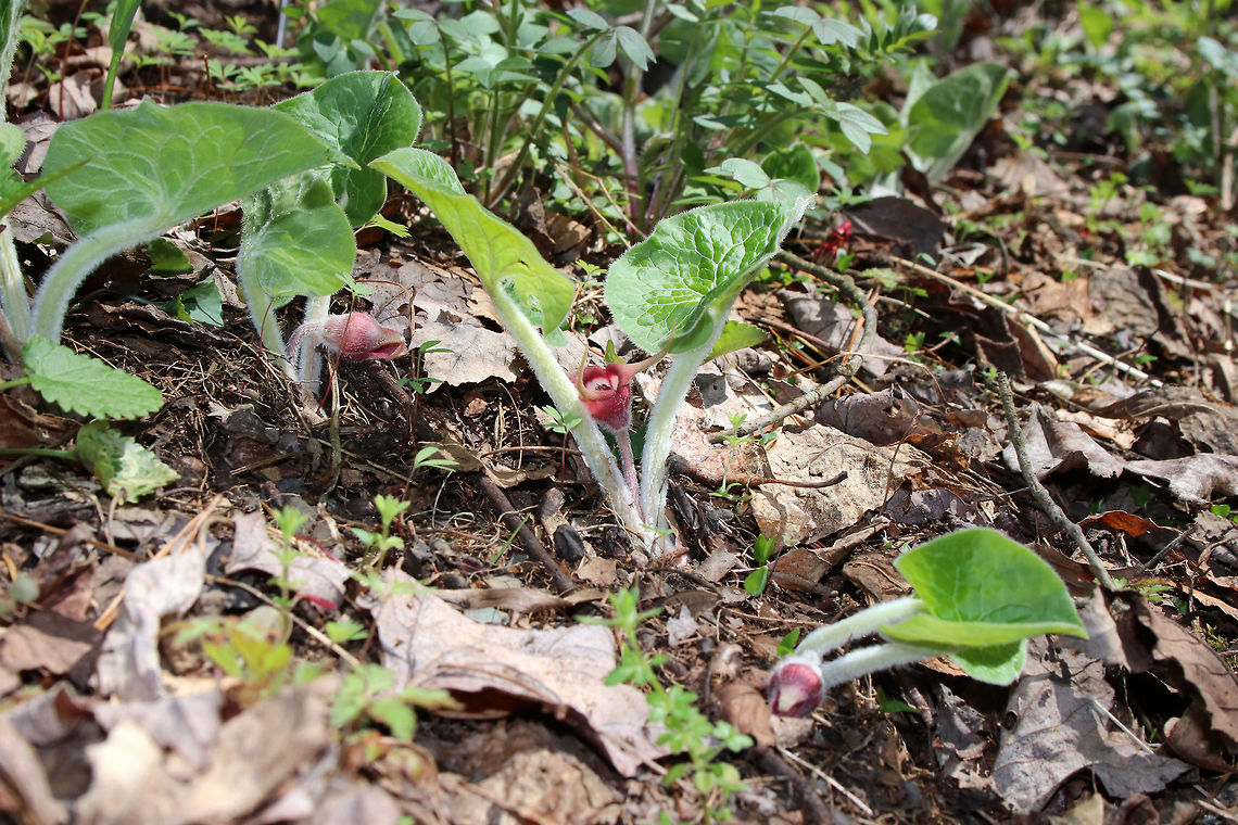 Wild Ginger I found a large patch of wild ginger this afternoon in a deciduous forest! The plants are softly pubescent, especially the leaf petiole and flower. The flowers are located at the base of the plant - lying adjacent to the ground. <br />
<br />
The flowers attract small, pollinating flies that emerge from the ground during early spring looking for a thawing carcass to munch on. It's position on the ground allows it to be readily found by the emerging flies. The color of the flowers are similar to that of decomposing flesh. So, the flies enter the flowers and feast upon the pollen. Some of the pollen attaches to their bodies and is taken with them when they visit the next wild ginger flower. <br />
Asarum canadense,Geotagged,Spring,United States,asarum,ginger,wild ginger