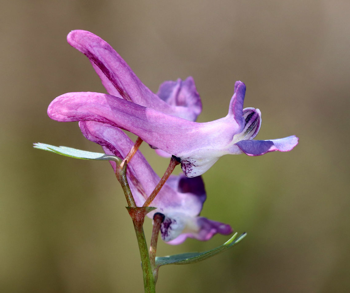 Fumewort This plant is an invasive - introduced in North America from Europe and Asia.  It is an aggressive plant that produces tubular, purple flowers and abundant foliage of palmate, light green leaves. Corydalis,Corydalis solida,Geotagged,Spring,United States,fumewort,invasive,invasive species,spring corydalis