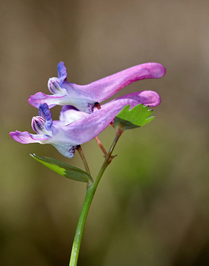 Fumewort This plant is an invasive - introduced in North America from Europe and Asia. It is an aggressive plant that produces tubular, purple flowers and abundant foliage of palmate, light green leaves.  Corydalis,Corydalis solida,Geotagged,Spring,United States,flower,fumewort,invasive,invasive species,purple,wildflower