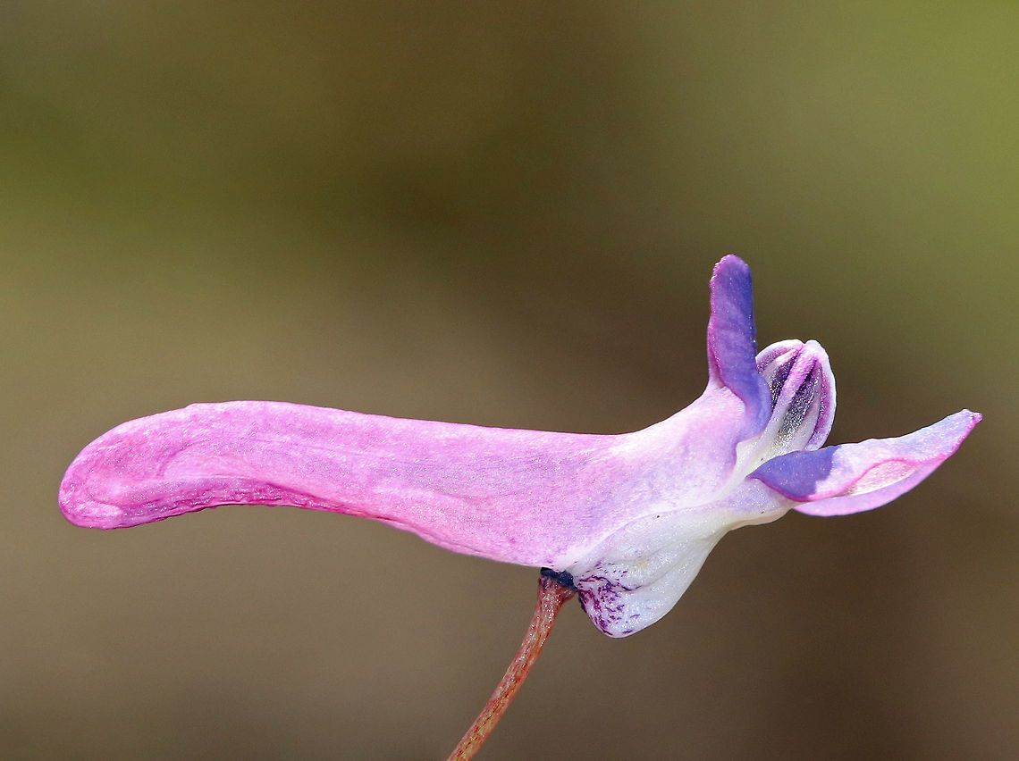 Fumewort This plant is an invasive - introduced in North America from Europe and Asia. It is an aggressive plant that produces tubular, purple flowers and abundant foliage of palmate, light green leaves.  Corydalis,Corydalis solida,Geotagged,Spring,United States,flower,fumewort,invasive,invasive species,purple,wildflower