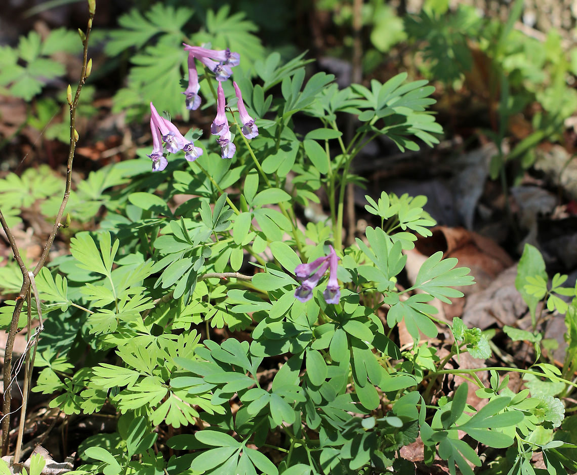 Fumewort This plant is an invasive - introduced in North America from Europe and Asia. It is an aggressive plant that produces tubular, purple flowers and abundant foliage of palmate, light green leaves.  Corydalis solida,Geotagged,Spring,United States,corydalis,flower,fumewort,invasive,invasive species,purple,wildflower