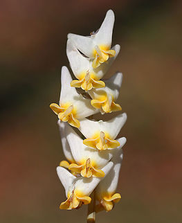 Dutchman’s Breeches - Dicentra cucullaria Clusters of white, pantaloon-shaped flowers on a leafless stalk that rises above feathery, basal leaves.

These flowers are pollinated by early spring bumblebees, whose proboscises are long enough to tap the nectar.  However, other bees with proboscises that are too short to reach the nectar usually just snip a hole through the outside of the flower at the site of nectar accumulation - this allows the bee to steal the nectar. Such nectar-robbing, however, doesn't bring about pollination. 
https://www.jungledragon.com/image/71748/dutchmans_breeches_-_dicentra_cucullaria.html
https://www.jungledragon.com/image/59536/dutchmans_breeches_-_leaves.html Dicentra cucullaria,Dutchman's breeches,Dutchman’s Breeches,Geotagged,Spring,United States,flower,wildflower