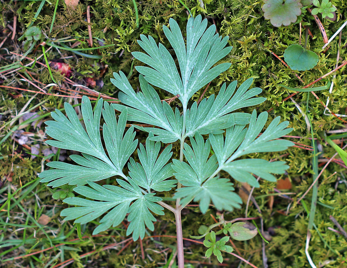Dutchman’s Breeches - Dicentra cucullaria This plant is characterized by clusters of white, pantaloon-shaped flowers on a leafless stalk that rises above feathery, basal leaves.<br />
<br />
These flowers are pollinated by early spring bumblebees, whose proboscises are long enough to tap the nectar.  However, other bees with proboscises that are too short to reach the nectar usually just snip a hole through the outside of the flower at the site of nectar accumulation - this allows the bee to steal the nectar. Such nectar-robbing, however, doesn&#039;t bring about pollination. <br />
<br />
<figure class="photo"><a href="https://www.jungledragon.com/image/59535/dutchmans_breeches_-_dicentra_cucullaria.html" title="Dutchman&rsquo;s Breeches - Dicentra cucullaria"><img src="https://s3.amazonaws.com/media.jungledragon.com/images/3232/59535_thumb.jpg?AWSAccessKeyId=05GMT0V3GWVNE7GGM1R2&Expires=1759968010&Signature=7ImK%2BSA2AECNQUgbSoFPuCeTH70%3D" width="126" height="152" alt="Dutchman&rsquo;s Breeches - Dicentra cucullaria Clusters of white, pantaloon-shaped flowers on a leafless stalk that rises above feathery, basal leaves.<br />
<br />
These flowers are pollinated by early spring bumblebees, whose proboscises are long enough to tap the nectar.  However, other bees with proboscises that are too short to reach the nectar usually just snip a hole through the outside of the flower at the site of nectar accumulation - this allows the bee to steal the nectar. Such nectar-robbing, however, doesn&#039;t bring about pollination. <br />
https://www.jungledragon.com/image/71748/dutchmans_breeches_-_dicentra_cucullaria.html<br />
https://www.jungledragon.com/image/59536/dutchmans_breeches_-_leaves.html Dicentra cucullaria,Dutchman&#039;s breeches,Dutchman&rsquo;s Breeches,Geotagged,Spring,United States,flower,wildflower" /></a></figure><br />
<figure class="photo"><a href="https://www.jungledragon.com/image/71748/dutchmans_breeches_-_dicentra_cucullaria.html" title="Dutchman&rsquo;s Breeches - Dicentra cucullaria"><img src="https://s3.amazonaws.com/media.jungledragon.com/images/3232/71748_thumb.jpg?AWSAccessKeyId=05GMT0V3GWVNE7GGM1R2&Expires=1759968010&Signature=8cEkhwCqKHrAUJdneLv4dnJYTMM%3D" width="122" height="152" alt="Dutchman&rsquo;s Breeches - Dicentra cucullaria Clusters of white, pantaloon-shaped flowers on a leafless stalk that rises above feathery, basal leaves.<br />
<br />
These flowers are pollinated by early spring bumblebees, whose proboscises are long enough to tap the nectar. However, other bees with proboscises that are too short to reach the nectar usually just snip a hole through the outside of the flower at the site of nectar accumulation - this allows the bee to steal the nectar. Such nectar-robbing, however, doesn&#039;t bring about pollination.<br />
<br />
**Note the small hole on the right side of the bottom flower - this is a hole made by a nectar thief!<br />
https://www.jungledragon.com/image/59536/dutchmans_breeches_-_leaves.html<br />
https://www.jungledragon.com/image/59535/dutchmans_breeches.html Dicentra cucullaria,Dutchman&#039;s breeches,Geotagged,Spring,United States" /></a></figure> Dicentra cucullaria,Dutchman's breeches,Dutchman’s Breeches,Geotagged,Spring,United States