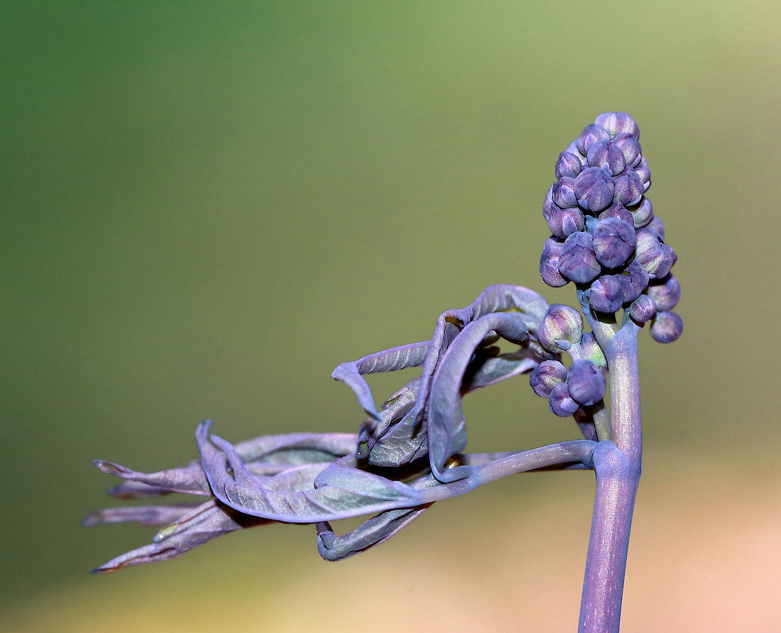 Blue Cohosh This plant has yellow-green flowers, blue berry-like fruits, and bluish-purple foliage.  It has been used medicinally for ages, especially to induce labor. Although, the safety of this plant is seriously questioned and it is not generally regarded as a safe supplement. <br />
<br />
Blue cohosh has effects similar to the hormone estrogen. It also narrows the vessels that carry blood to the heart, which can decrease oxygen in the heart. Actée à Grappes Bleu,Blue Ginseng,Caulophylle,Caulophylle Faux-Pigamon,Caulophyllum,Caulophyllum thalictroides,Geotagged,Papoose-root,Spring,Squaw-root,United States,blue cohosh