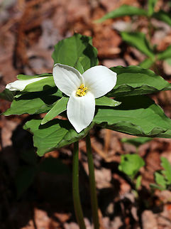Great White Trillium White flowers with three petals that rise above a whorl of three, leaf-like bracts. Great White Trillium is a spring ephemeral, whose life cycle is synchronized with the forest in which it lives. Geotagged,Great White Trillium,Spring,Trillium grandiflorum,United States,flower,great white trillium,large-flowered trillium,trille blanc,trillium,white,white trillium,white wake-robin,wildflower