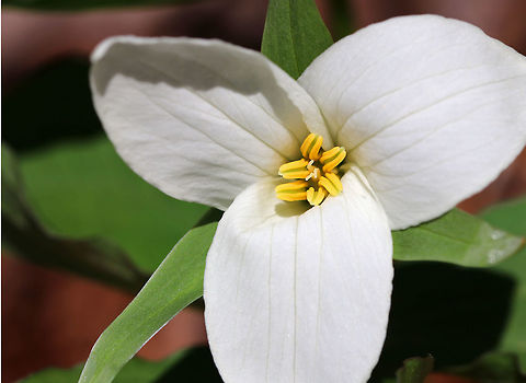 Great White Trillium White flowers with three petals that rise above a whorl of three, leaf-like bracts. Great White Trillium is a spring ephemeral, whose life cycle is synchronized with the forest in which it lives.  Geotagged,Great White Trillium,Great white trillium,Spring,Trillium,Trillium grandiflorum,United States,White Trillium,flower,white,wildflower