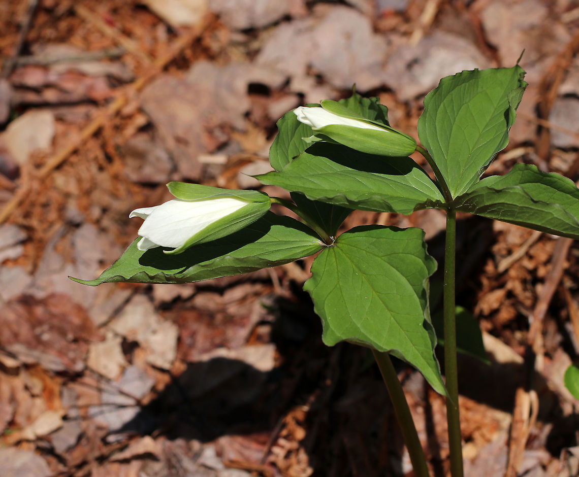 Great White Trillium White flowers with three petals that rise above a whorl of three, leaf-like bracts. Great White Trillium is a spring ephemeral, whose life cycle is synchronized with the forest in which it lives.  Geotagged,Great White Trillium,Great white trillium,Spring,Trillium,Trillium grandiflorum,United States,White Trillium,flower,white,wildflower