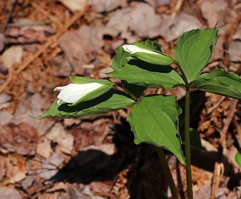 Great White Trillium White flowers with three petals that rise above a whorl of three, leaf-like bracts. Great White Trillium is a spring ephemeral, whose life cycle is synchronized with the forest in which it lives.  Geotagged,Great White Trillium,Great white trillium,Spring,Trillium,Trillium grandiflorum,United States,White Trillium,flower,white,wildflower