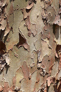 American Sycamore Tree Bark These trees are massive and have very distinctive bark, which flakes off in irregular chunks, leaving the surface mottled.  The bark flakes off because it is very rigid and lacks the elasticity that the bark of other trees have.  So, it is incapable of stretching to accommodate the growth of the wood underneath and sloughs off the tree instead. American sycamore,American sycamore bark,American sycamore tree,Geotagged,Platanus occidentalis,Spring,United States,bark,sycamore,tree,tree bark