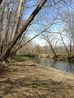 American Sycamore Tree The large, leaning tree in this picture is the American Sycamore.  I often find them along river banks where they lean either because of soil erosion or to access better sunlight.

These trees are massive and have very distinctive bark, which flakes off in irregular chunks, leaving the surface mottled. The bark flakes off because it is very rigid and lacks the elasticity that the bark of other trees have. So, it is incapable of stretching to accommodate the growth of the wood underneath and sloughs off the tree instead.  American Sycamore,American Sycamore Tree,American sycamore,Geotagged,Platanus occidentalis,Spring,Sycamore,United States,tree