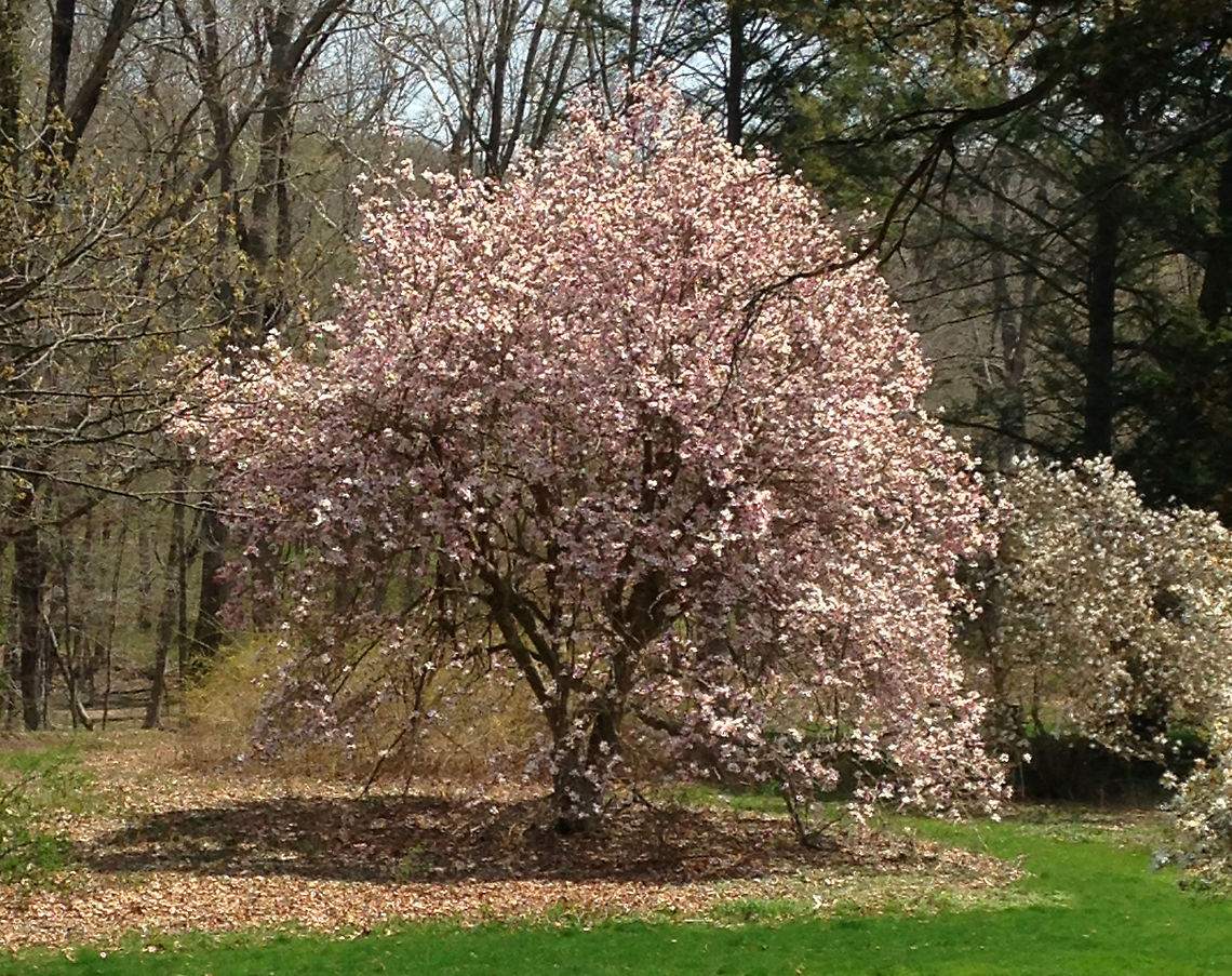 Chinese Magnolia - Magnolia x soulangeana Chinese Magnolia is a hybrid magnolia with large, pink and white flowers. It blooms in early spring. Chinese Magnolia,Geotagged,Magnolia soulangeana,Magnolia x soulangeana,Spring,United States,magnolia,saucer magnolia,tree
