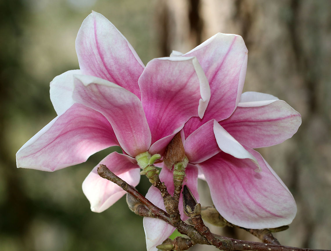 Chinese Magnolia - Magnolia x soulangeana Chinese Magnolia is a hybrid magnolia with large, pink and white flowers. It blooms in early spring. Chinese Magnolia,Geotagged,Magnolia soulangeana,Magnolia x soulangeana,Spring,United States,magnolia,saucer magnolia,tree