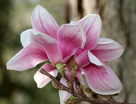 Chinese Magnolia - Magnolia x soulangeana Chinese Magnolia is a hybrid magnolia with large, pink and white flowers. It blooms in early spring. Chinese Magnolia,Geotagged,Magnolia soulangeana,Magnolia x soulangeana,Spring,United States,magnolia,saucer magnolia,tree