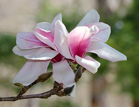 Chinese Magnolia - Magnolia x soulangeana Chinese Magnolia is a hybrid magnolia with large, pink and white flowers. It blooms in early spring.  Chinese Magnolia,Geotagged,Magnolia soulangeana,Magnolia x soulangeana,Spring,United States,magnolia,saucer magnolia,tree