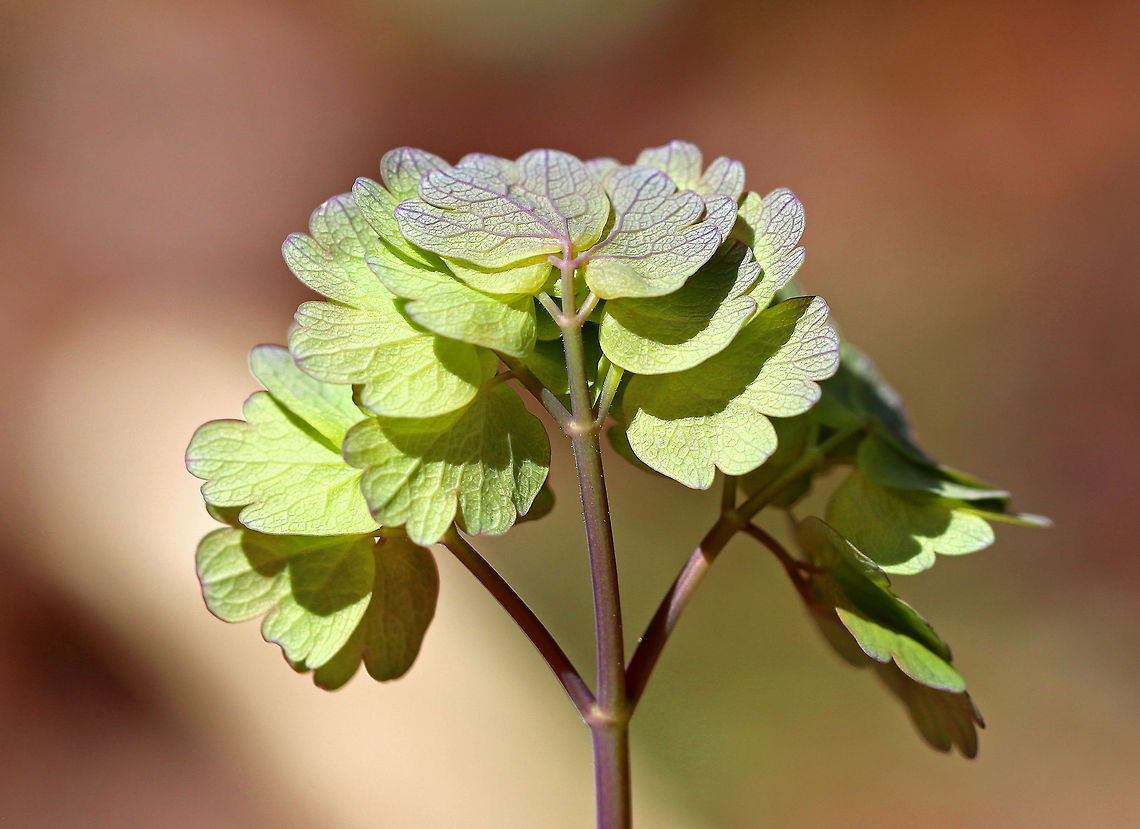 Early Meadow Rue No flowers yet, but this plant has gorgeous leaves! At maturity, it will have clusters of long-stemmed, drooping, greenish-white flowers atop the leafy stems. <br />
<br />
The species name is derived from the Greek word meaning &quot;two households&quot;, which alludes to the fact that the male and female flowers are on separate plants.  Early Meadow Rue,Early meadow-rue,Geotagged,Spring,Thalictrum dioicum,United States,meadow rue,rue