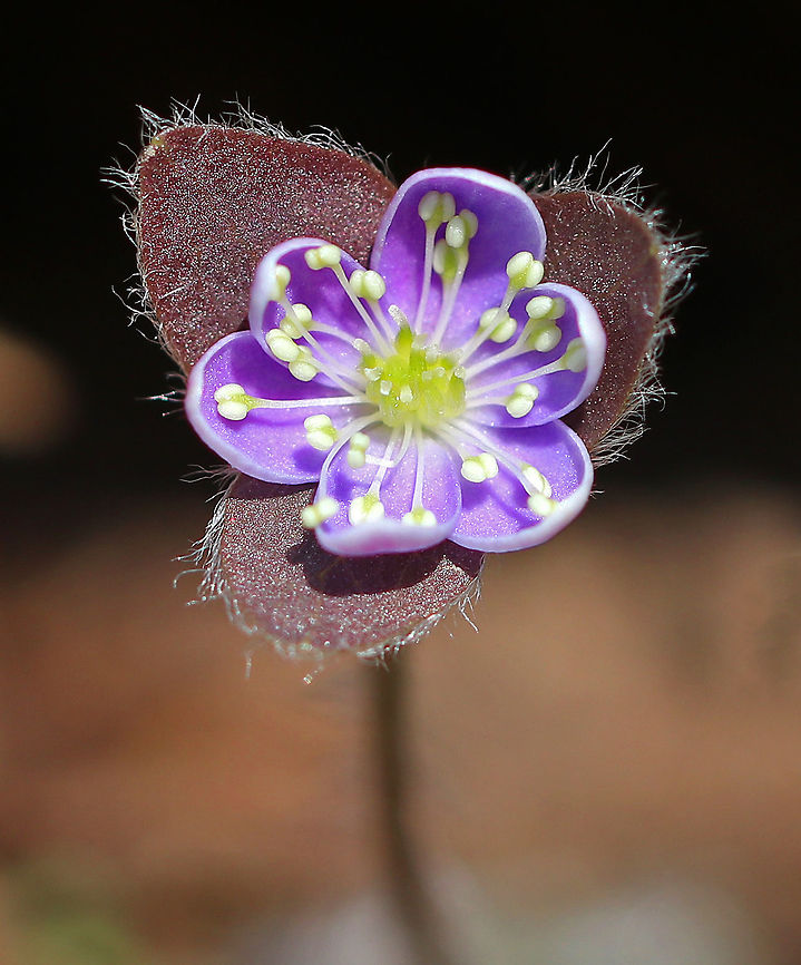 Sharp-Lobed Hepatica An early spring wildflower with purple flowers and 3-lobed leaves.<br />
<br />
 The word &quot;hepatica&quot; is derived from the Latin word for &quot;liver&quot;, which refers to the supposed resemblance of the leaves to the liver. This resemblance led early herbalists to assume that these plants would be effective in treating liver ailments.<br />
 Anemone hepatica,Common hepatica,Geotagged,Hepatica nobilis,Sharp-Lobed Hepatica,Spring,United States,anemone,anemone hepatica,flower,hepatica,purple,wildflower