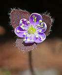Sharp-Lobed Hepatica An early spring wildflower with purple flowers and 3-lobed leaves.<br />
<br />
The word "hepatica" is derived from the Latin word for "liver", which refers to the supposed resemblance of the leaves to the liver. This resemblance led early herbalists to assume that these plants would be effective in treating liver ailments.<br />
Anemone hepatica,Common hepatica,Geotagged,Hepatica nobilis,Sharp-Lobed Hepatica,Spring,United States,anemone,anemone hepatica,flower,hepatica,purple,wildflower