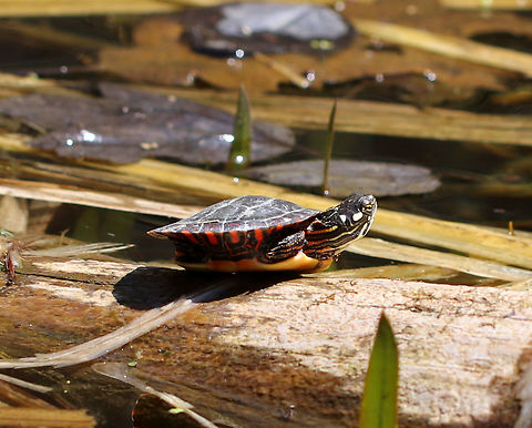 Eastern Painted Turtle I spotted this small turtle basking on a log in a pond.  There were several other painted turtles nearby, but they were all much larger than this one.

It has a dark shell that has olive lines running across the carapace, dividing the large scutes. The margin of both the carapace and plastron have black and red markings. The head, neck, and legs have yellow stripes. Chrysemys picta,Eastern Painted Turtle,Geotagged,Painted Turtle,Painted turtle,Spring,United States,turtle