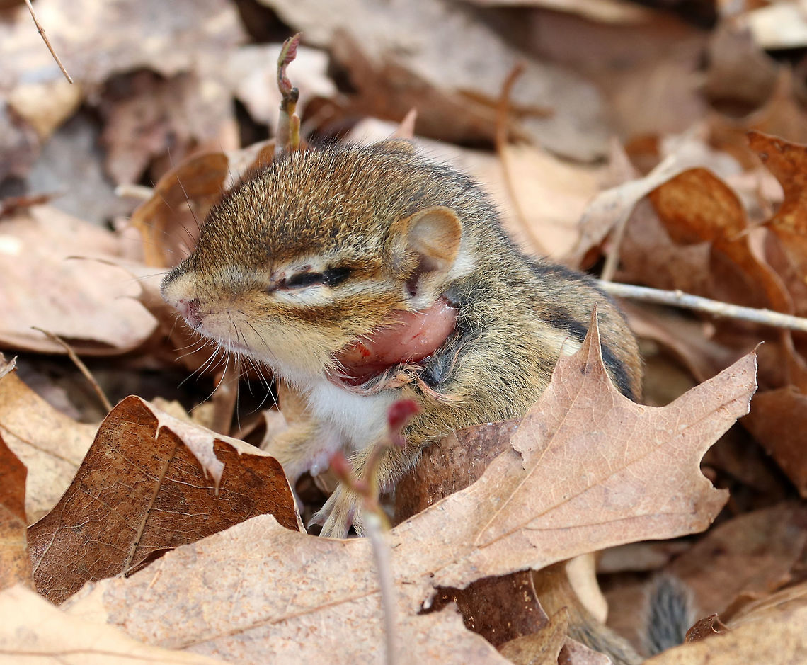 Eastern Chipmunk This little chipmunk nearly broke my heart. I found it in the woods yesterday - it was so tiny (~6 cm long /2 inches). It's head and body seemed deformed, and it had a big gash on its neck. I'm guessing it was born deformed and then got attacked? I'm also wondering if it could be blind? I can't stop thinking about this poor, beautiful creature and wish I could have helped it. But, I was hiking without my pack - no gloves, food, container, etc. (not smart, I know). It was so heartbreaking to walk away from this little guy.   Eastern chipmunk,Geotagged,Spring,Tamias,Tamias striatus,United States,chipmunk