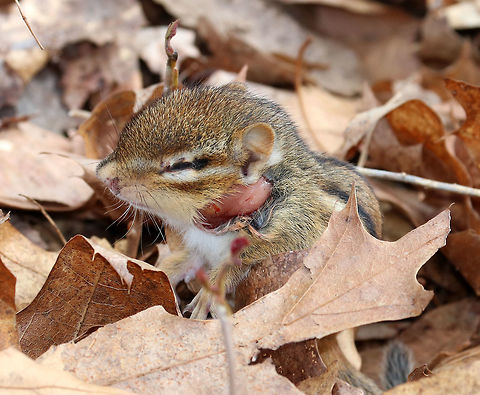 Eastern Chipmunk This little chipmunk nearly broke my heart. I found it in the woods yesterday - it was so tiny (~6 cm long /2 inches). It's head and body seemed deformed, and it had a big gash on its neck. I'm guessing it was born deformed and then got attacked? I'm also wondering if it could be blind? I can't stop thinking about this poor, beautiful creature and wish I could have helped it. But, I was hiking without my pack - no gloves, food, container, etc. (not smart, I know). It was so heartbreaking to walk away from this little guy.   Eastern chipmunk,Geotagged,Spring,Tamias,Tamias striatus,United States,chipmunk