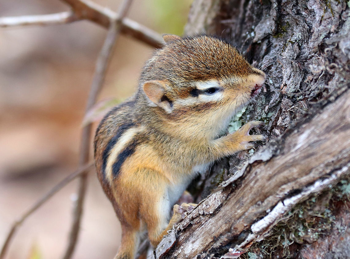 Eastern Chipmunk This little chipmunk nearly broke my heart. I found it in the woods yesterday - it was so tiny (~6 cm long /2 inches). It's head and body seemed deformed, and it had a big gash on its neck. I'm guessing it was born deformed and then got attacked? I'm also wondering if it could be blind? I can't stop thinking about this poor, beautiful creature and wish I could have helped it. But, I was hiking without my pack - no gloves, food, container, etc. (not smart, I know). It was so heartbreaking to walk away from this little guy.  Chipmunk,Eastern Chipmunk,Eastern chipmunk,Geotagged,Spring,Tamias striatus,United States,tamias