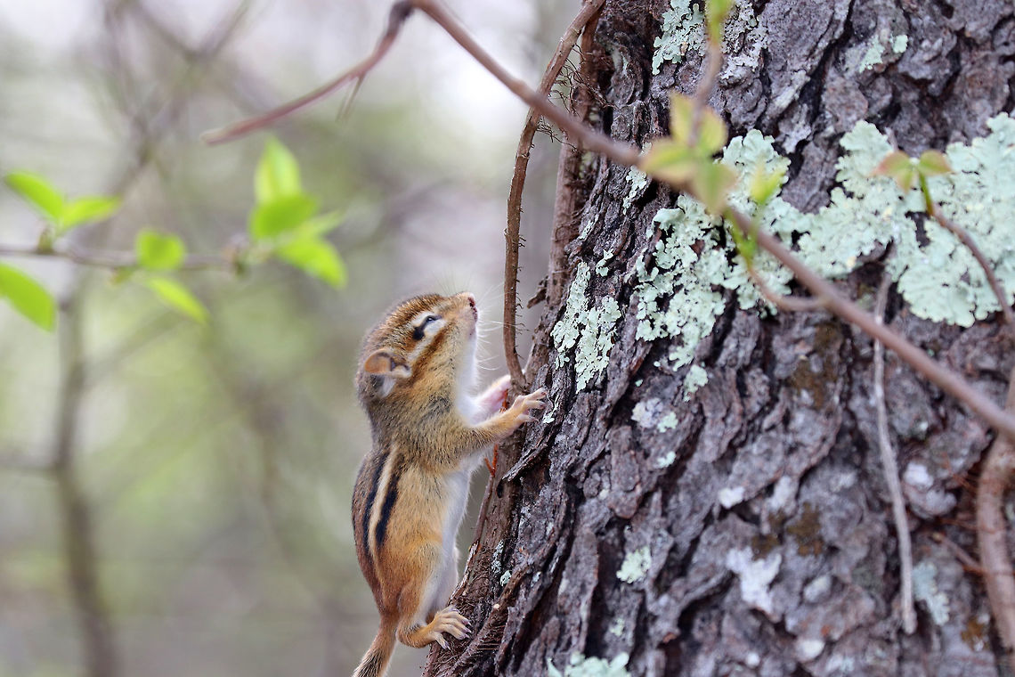 Eastern Chipmunk This little chipmunk nearly broke my heart. I found it in the woods yesterday - it was so tiny (~6 cm long /2 inches). It's head and body seemed deformed, and it had a big gash on its neck. I'm guessing it was born deformed and then got attacked? I'm also wondering if it could be blind? I can't stop thinking about this poor, beautiful creature and wish I could have helped it. But, I was hiking without my pack - no gloves, food, container, etc. (not smart, I know). It was so heartbreaking to walk away from this little guy.  Eastern chipmunk,Geotagged,Spring,Tamias striatus,United States,chipmunk,eastern chipmunk,tamias