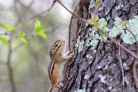Eastern Chipmunk This little chipmunk nearly broke my heart. I found it in the woods yesterday - it was so tiny (~6 cm long /2 inches). It's head and body seemed deformed, and it had a big gash on its neck. I'm guessing it was born deformed and then got attacked? I'm also wondering if it could be blind? I can't stop thinking about this poor, beautiful creature and wish I could have helped it. But, I was hiking without my pack - no gloves, food, container, etc. (not smart, I know). It was so heartbreaking to walk away from this little guy.  Eastern chipmunk,Geotagged,Spring,Tamias striatus,United States,chipmunk,eastern chipmunk,tamias