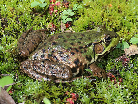 Green Frog I spotted this frog, along with two others, resting on a small patch of moss and wildflowers next to a small stream. Geotagged,Green frog,Lithobates clamitans,Spring,United States,frog,green frog