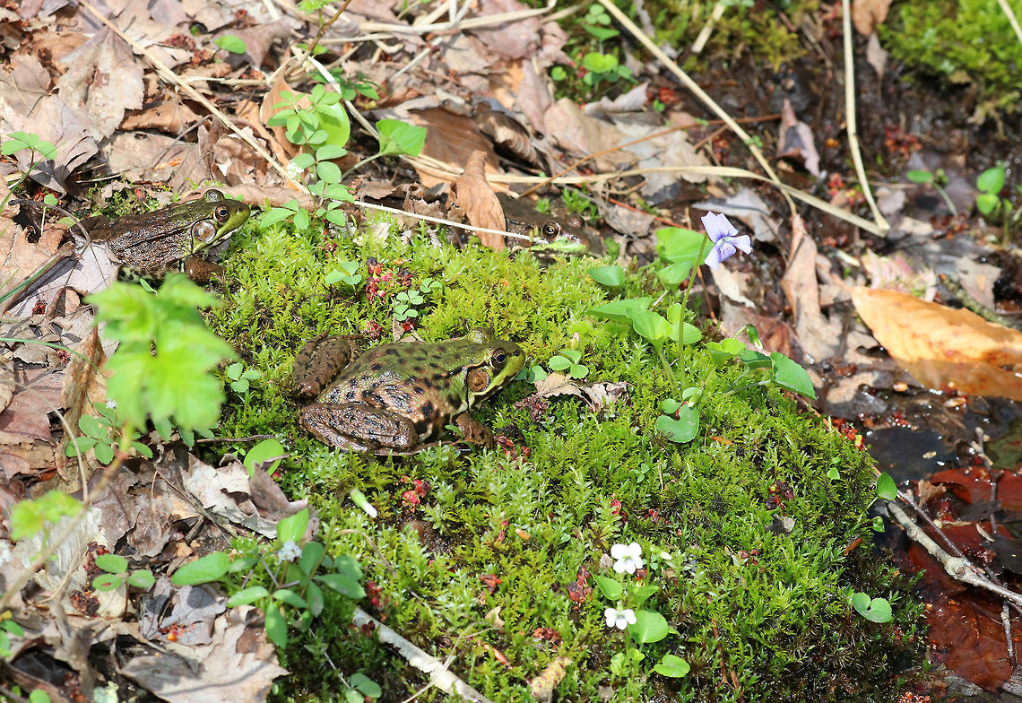Green Frogs I spotted these three frogs resting on a small patch of moss and wildflowers next to a small stream. Geotagged,Green frog,Lithobates clamitans,Spring,United States,frog,frogs,green frog,green frogs